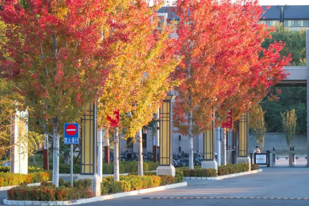 终于等到金色的你